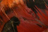 Freestanding, Polished Petrified Wood - Madagascar #384342-1
